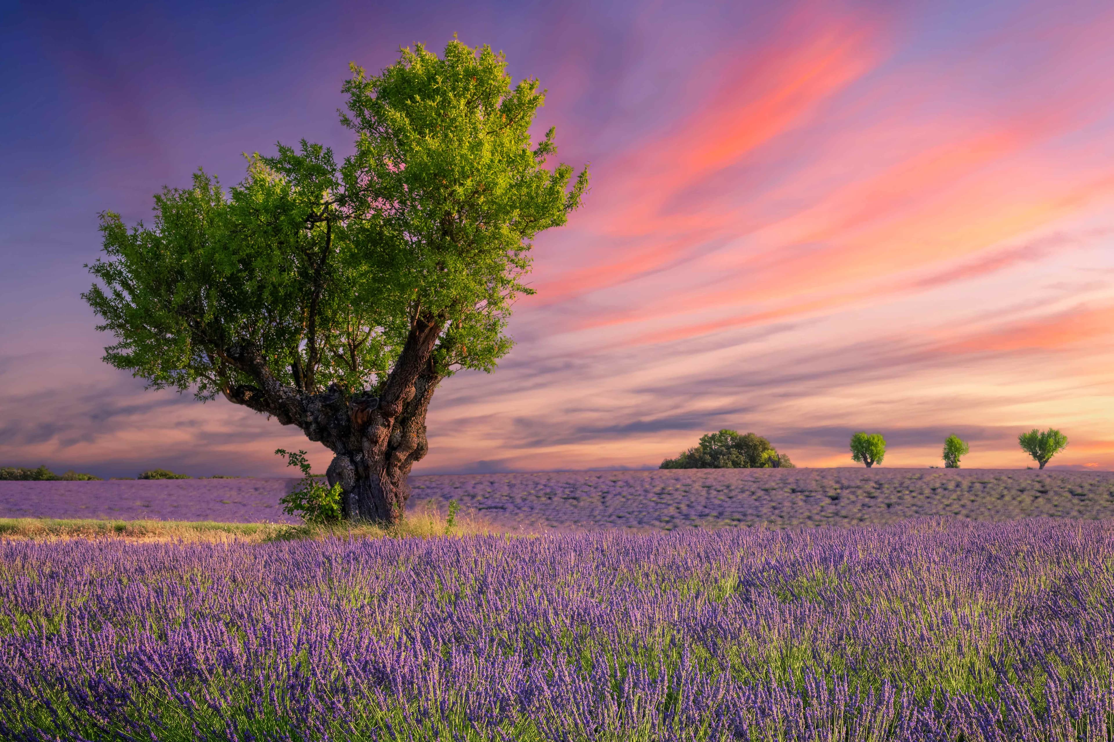 Lavender Field at Sunset